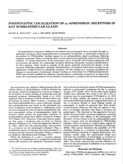 POSTSYNAPTIC LOCALIZATION OF a2-ADRENERGIC