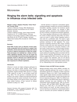 signalling and apoptosis in influenza virus infected cells
