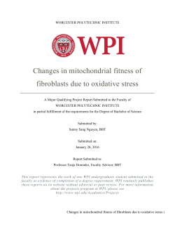 Changes in mitochondrial fitness of fibroblasts due to oxidative stress