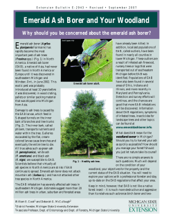 Emerald Ash Borer and Your Woodland