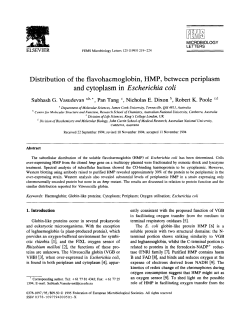 Distribution of the flavohaemoglobin, HMP, between periplasm and