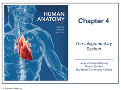 The Integumentary - Napa Valley College