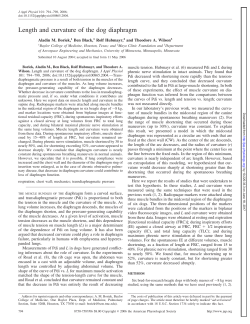 Length and curvature of the dog diaphragm