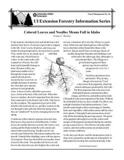 Colored Leaves and Needles Means Fall in