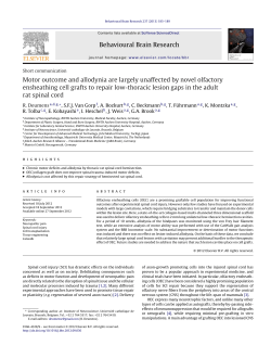 Motor outcome and allodynia are largely unaffected by novel