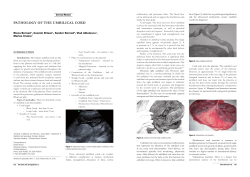 PaTHoloGy oF THe umBilical cord