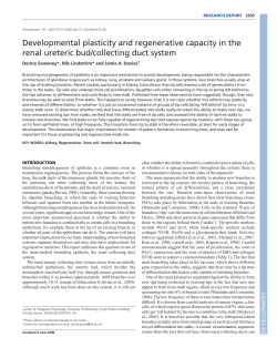 Developmental plasticity and regenerative capacity in the renal