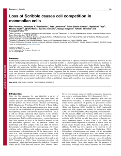 Loss of Scribble causes cell competition in mammalian cells