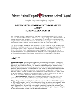 Schnauzers - Adults - Princess Animal Hospital