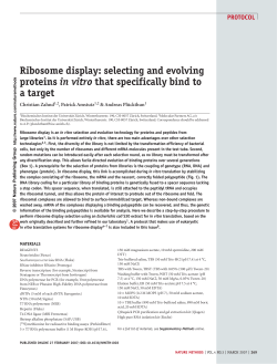 Ribosome display: selecting and evolving proteins in vitro that