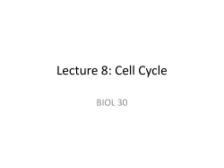 Lecture 8: Cell Cycle