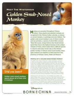 Golden Snub-Nosed Monkey