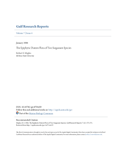 The Epiphytic Diatom Flora of Two Sargassum Species