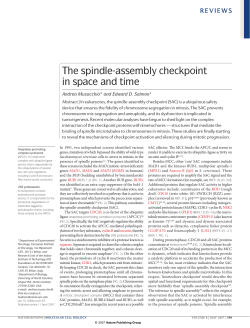 The spindle-assembly checkpoint in space and time