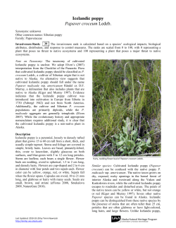 Icelandic poppy Papaver croceum Ledeb.