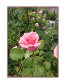 this PDF file - Journal Hosting and Publishing