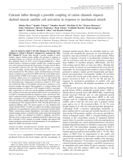Calcium influx through a possible coupling of cation channels
