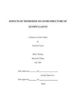 effects of thyroxine on liver structure of xenopus