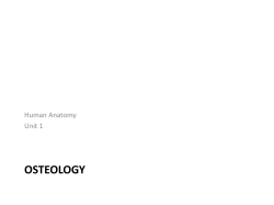 2 Anat 35 Osteology