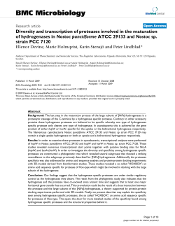 Diversity and transcription of proteases involved in the maturation of