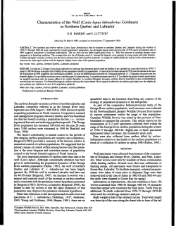 Characteristics of the Wolf (Canis lupus labradorius Goldman) in