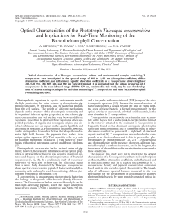 Optical Characteristics of the Phototroph Thiocapsa roseopersicina