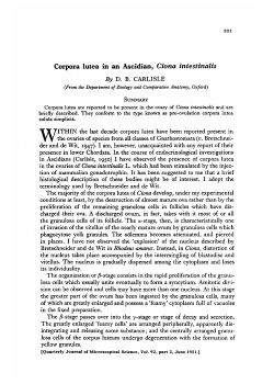 Corpora lutea in an Ascidian, Ciona intestinalis
