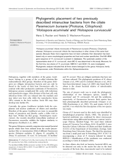 Phylogenetic placement of two previously described intranuclear