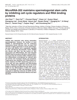 MicroRNA-202 maintains spermatogonial stem cells by inhibiting