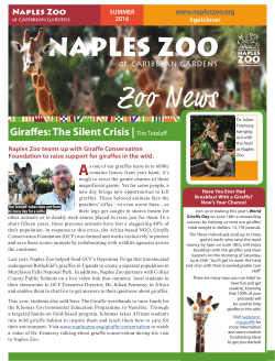 Giraffes: The Silent Crisis