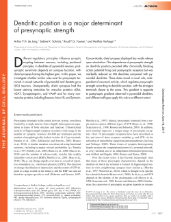 Dendritic position is a major determinant of presynaptic strength