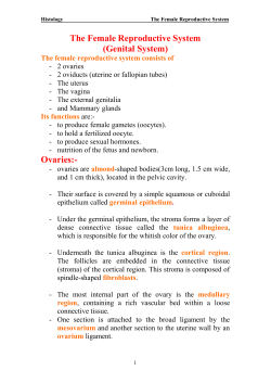 The Female Reproductive System(Genital System)