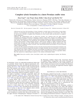 Complete tylosis formation in a latest Permian