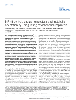 NF-\kappa B controls energy homeostasis and metabolic