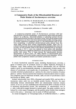A Comparative Study of the Mitochondria1 Structure