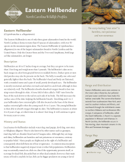 Eastern Hellbender - North Carolina Wildlife Resources Commission