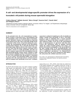 and developmental stage-specific promoter drives the expression of