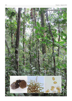 Ganoderma ecuadoriense