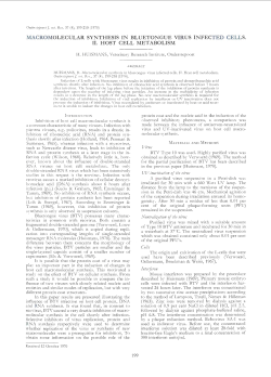 macromolecular synthesis in bluetongue virus infected cells. ii. host