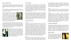 Cucumbers - Guyana Marketing Corporation