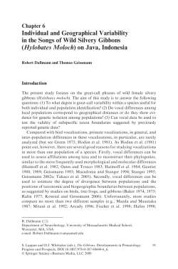 (Hylobates Moloch) on Java, Indonesia