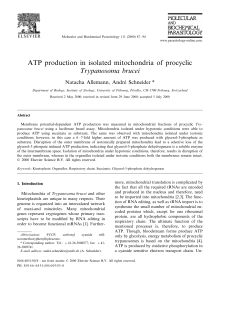 ATP production in isolated mitochondria of