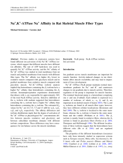 Na ,K -ATPase Na Affinity in Rat Skeletal Muscle Fiber Types