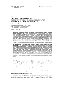 LECTOTYPES FOR TRICOLIA PULLUS, GIBBULA DIVARICATA