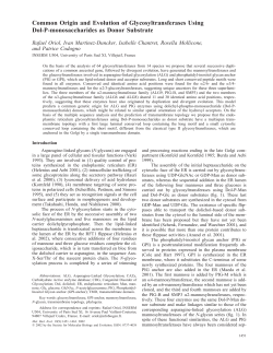 Common Origin and Evolution of Glycosyltransferases Using Dol