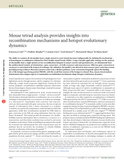 Mouse tetrad analysis provides insights into recombination