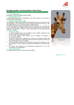 The Niger giraffes, the last giraffes in We iraffes in West Africa.
