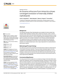 An Eocene orthocone from Antarctica shows convergent evolution of