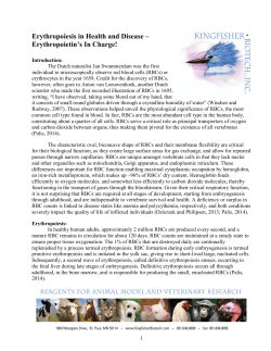 Erythropoiesis in Health and Disease