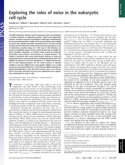Exploring the roles of noise in the eukaryotic cell cycle